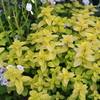　⁂バルコニーの花⁂　黄色の植物たち