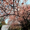 #上野公園#桜