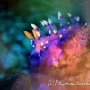 【多色Bokeh】アデヤカミノウミウシ@anilao