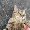 7月後半の散歩 #ねこ #cat #猫 その1