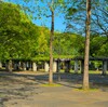 松代公園の藤 ～つくば市とその周辺の風景写真案内（１０３７） 