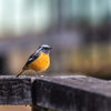 県央の美しい公園は隠れた野鳥バードサンクチュアリ（その２） ＂オオタカ＂＂ハヤブサ＂そして＂アリスイ＂　　野鳥撮影《第325回目》