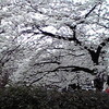 桜満開、木屋町通