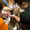 大入動物診療所の可能性