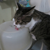 水分調達