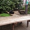 野良猫に餌を与える