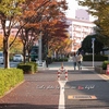 紅葉～後編（大島小松川公園編♪）