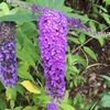 ブッドレアの花