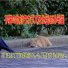 子猫の仇討ちカラスを仕留める母猫