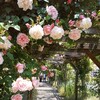【入園料無料の英国庭園】幸せなバラの香りに包まれて