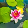 3年越しの開花🪷しれっと睡蓮が咲いてたので報告ですw