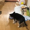 まろにー1158日目