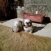 犬って地面の感触をどう感じてるんだろ