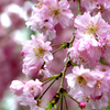 雨の京都・祇園枝垂桜