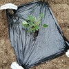 【農園日記】落花生植付け、トマト2本仕立て　5月24日