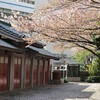 都内は花散らしの雨が続いています