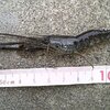まったり釣行2 ～タマゾネスの釣師27