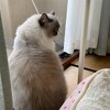 タワーの猫ベッド、そして大興奮のお風呂入り