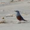 高萩海岸の鳥