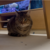 机の下でスタンバイするあんころもち|(￣3￣)|