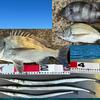 釣った魚を余すところなく食べる～刺身・から揚げ・潮汁～クロダイ・イシダイ・ダツ