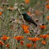 花畑のミナミゴシキタイヨウチョウ(Southern Double-collared Sunbird)