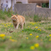 隣県西部離島のねこさん