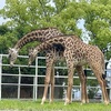 熊本市動植物園  マサイキリン