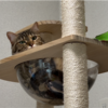 キャットタワーで寛ぐあんころもち特集30