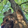 清河寺の大ケヤキ