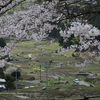 桜と棚田　（愛知県新城市）