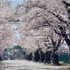 夜の森、満開の桜並木を歩く