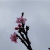 沖縄　桜開花情報