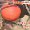 1個1500円!高級干し柿｢芹生柿｣の収穫