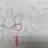 変形性股関節症について解説