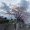 あらかわ遊園の桜  荒川区西尾久