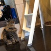 飛び猫チャレンジ失敗