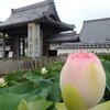 ちょっとそこまで　本證寺まで朝ポタ　7/8