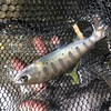7月末の郡上吉田川アマゴ釣り（後編）