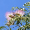 ネムノキの花