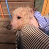 老犬ホームあん｜新人さん ここあ^^