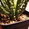 Euphorbia caput-medusae 成長記(2019.3.14)