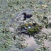 足の向くまま 気の向くまま・・・　川沿いをひとりウォーキング