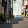 近隣繁華街のねこさん