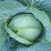 キャベツ、白菜、大根、レタスの収穫