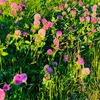 ５月１３日
