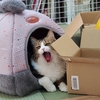 あんずがいっぱい272　良いお年をだにゃ