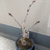 さくらの盆栽の2年目