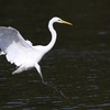 ダイサギ｜飛来の連写コマ風味