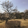 旧細川刑部邸の梅園｜梅園が無料開放  熊本市 